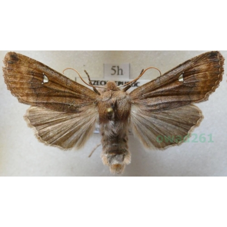 Mythimna albipuncta (Denis & Schiffermüller, 1775) Piętnówka białokropka Czech5h